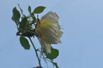 Maria Leonida rose photo