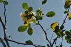Maria Leonida rose photo