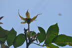 Maria Leonida rose photo