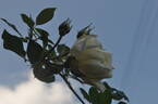 Maria Leonida rose photo