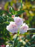 Romantic Siluetta rose photo