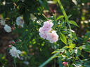 Romantic Siluetta rose photo
