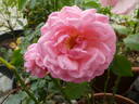 Mim's Rose rose photo