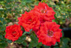 Ann Moore rose photo