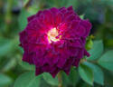 Carolyn Supinger rose photo