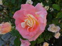 Holiday Island Fiji ® rose photo