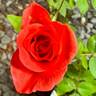 Monster of Love rose photo
