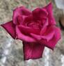 Texas Centennial rose photo
