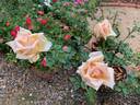 Oldtimer rose photo