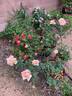 Oldtimer rose photo