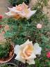Oldtimer rose photo