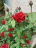 Crimson Bouquet ™ rose photo