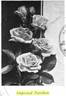 Improved Rainbow rose photo