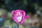 Delightful rose photo