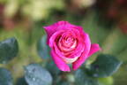 Delightful rose photo