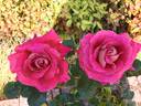 Delightful rose photo