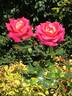 Delightful rose photo