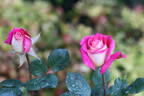 Delightful rose photo