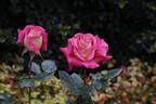 Delightful rose photo