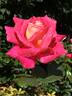 Delightful rose photo
