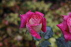 Delightful rose photo