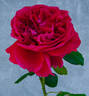 Rouge Royale ® rose photo