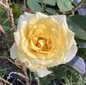 Mary Alice rose photo
