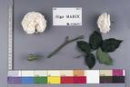 Olga Marix rose photo