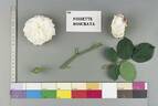 Noisette Moschata rose photo