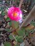 John Clare ® rose photo