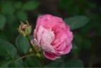 Eleanor rose photo