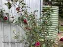 Étoile de Hollande, Cl. rose photo