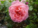 Mim's Rose rose photo