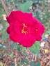 Darcey Bussell rose photo