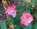Grace N’ Grit ™ Pink Bicolor rose photo