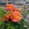 Rise Up Emberays™ rose photo