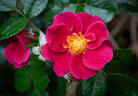 11-96-10 rose photo