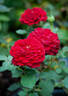 Cheerleader ™ rose photo