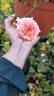 Hawaiian Belle rose photo