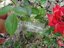 Corallina rose photo
