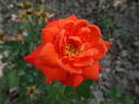 Corallina rose photo
