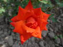 Corallina rose photo