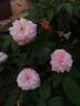 Clotilde Soupert (polyantha, Soupert rose photo
