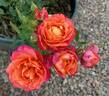 Disneyland Rose ® rose photo
