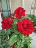 Crimson Bouquet ™ rose photo