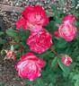 Grace N’ Grit ™ Pink Bicolor rose photo