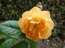 Bernstein-Rose ® rose photo