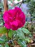 Darcey Bussell rose photo