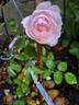 Redouté rose photo