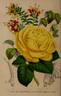 Isabelle Gray rose photo